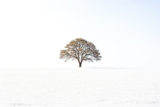Lone Tree in a Winter Landscape photo
