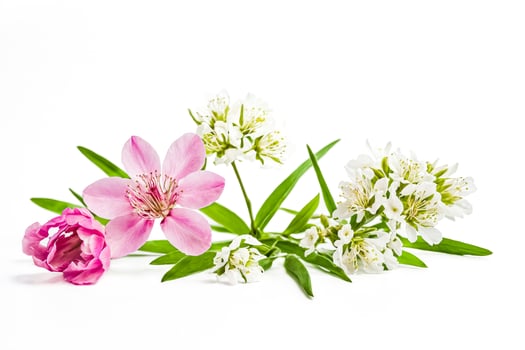 Delicate Spring Flowers photo