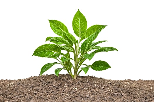 Green Plant Sprouting from Soil photo