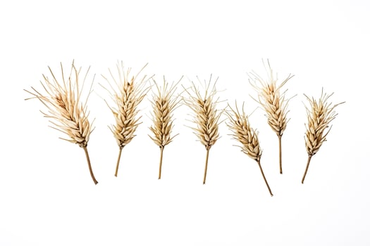 Wheat Stalks Isolated on White Background photo