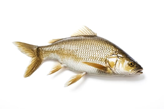Fresh Silver Perch Fish Isolated on White Background photo