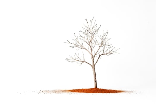 Single Bare Tree on a White Background photo