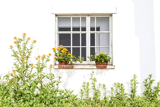 White Window With Flowers photo