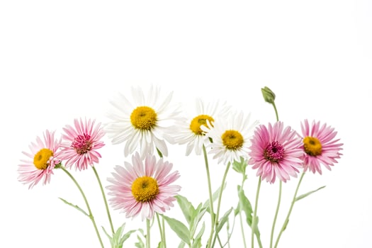 Pink and White Daisies on White Background photo