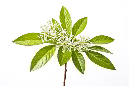 White Flowers with Green Leaves photo