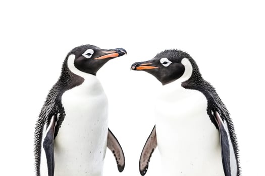 Two Gentoo Penguins Facing Each Other, Isolated on White Background photo