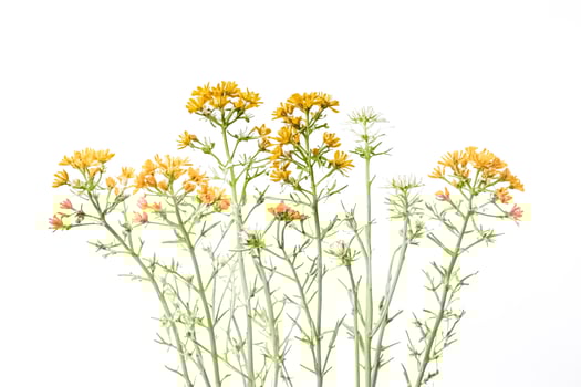 Yellow Wildflowers on White Background photo