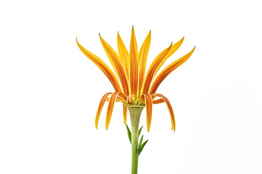 Close-up of a Yellow and Orange Flower with White Background photo