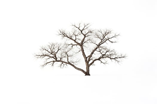Lone Tree in a Snowy Field photo