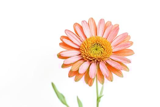 Pink Daisy Flower Isolated on White Background photo