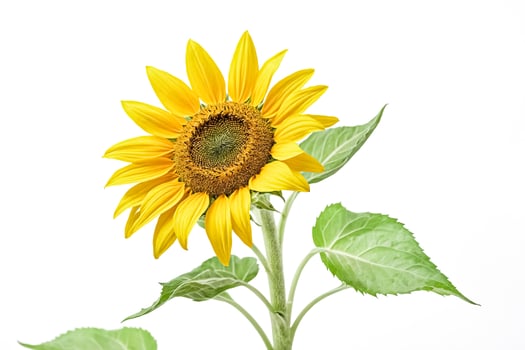 Closeup of a Sunflower with Green Leaves on White Background photo