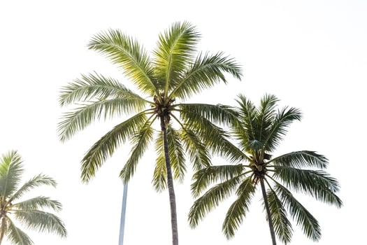 Palm Trees Against a White Sky photo