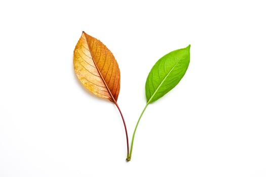 Single Stem With One Green and One Brown Leaf photo