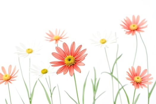 Delicate Peach and White Flowers Against White Background photo