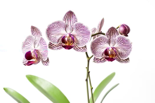 Close-up of a Pink and White Striped Orchid Flower photo