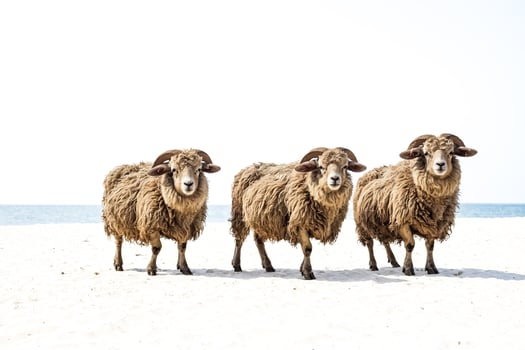 Three Sheep Standing on a Sandy Beach photo