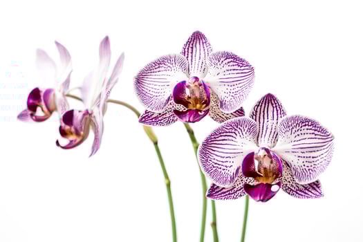 Close-Up of Purple and White Orchid Flowers photo