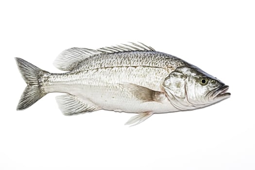 Fresh Black Sea Bass Isolated on White Background photo