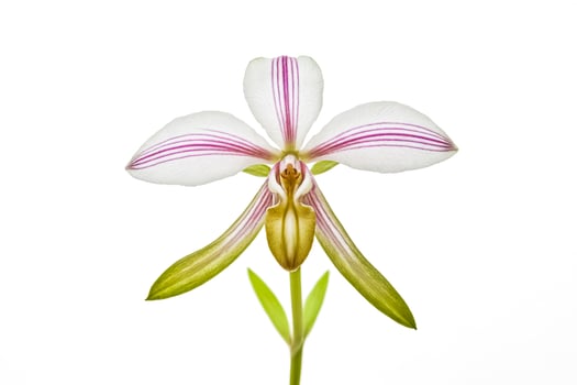 Close-up of a Single White Orchid with Pink Stripes photo