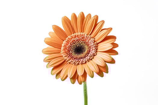 Single Orange Gerbera Daisy on White Background photo