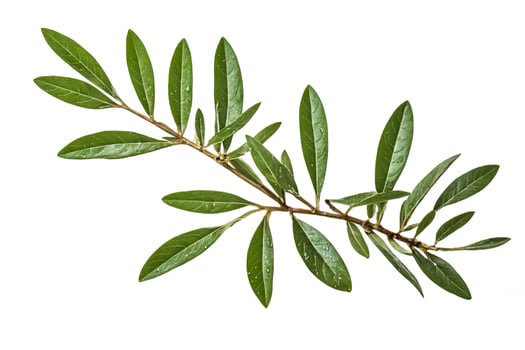 Green Branch with Leaves Isolated on White photo