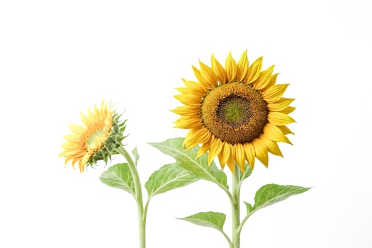 Sunflower plant with a bud and a large sunflower photo