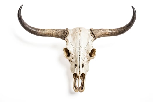 Bull Skull with Horns Isolated on White Background photo