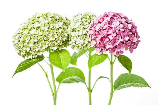 Blooming Pink and Green Hydrangea Flowers photo