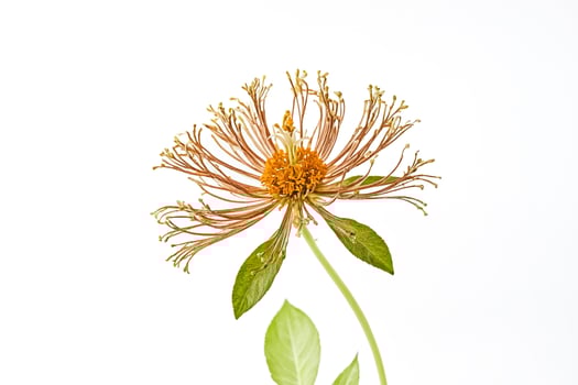 Withered Flower with Green Leaves photo