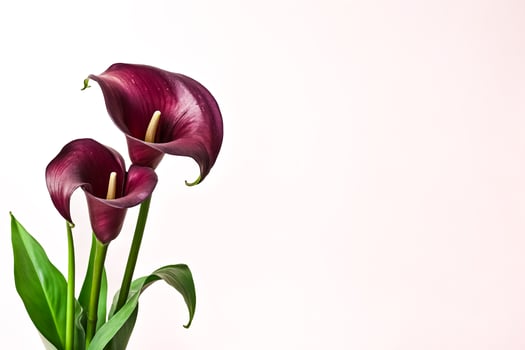 Two Calla Lilies On White Background photo