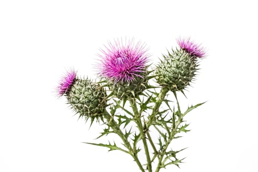 Close-up of a thorny pink flower with green leaves photo
