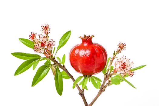 Pomegranate Branch with Flowers and Fruit photo