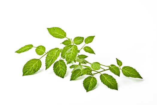 Green Leaves on White Background photo
