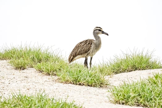 Bird in Grass photo