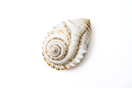 White Seashell on White Background photo