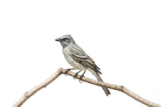White-throated  bird perching on a branch photo