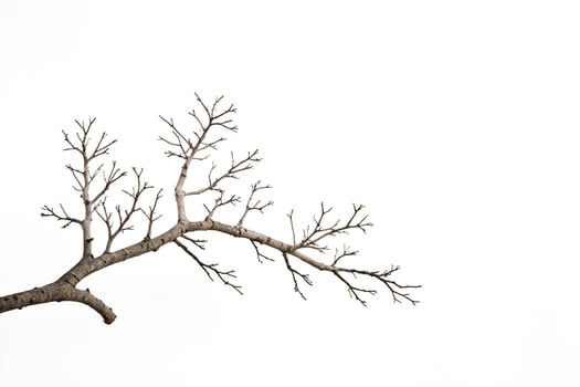 Bare Tree Branch Against White Background photo