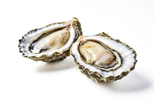 Fresh Oysters on White Background photo