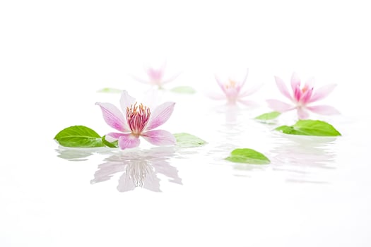 Pink Water Lily Floating on Water with White Background photo