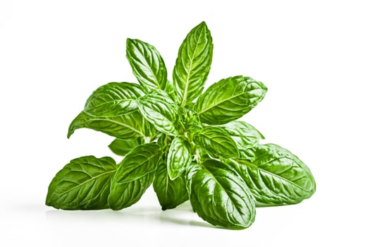 Fresh Green Basil Sprig Isolated on White Background photo
