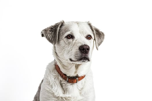 Close-up of a white dog with brown eyes and a brown collar photo