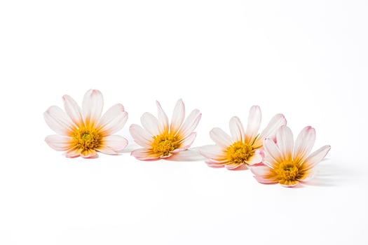 Pink and Yellow Flower Arrangement on White Background photo