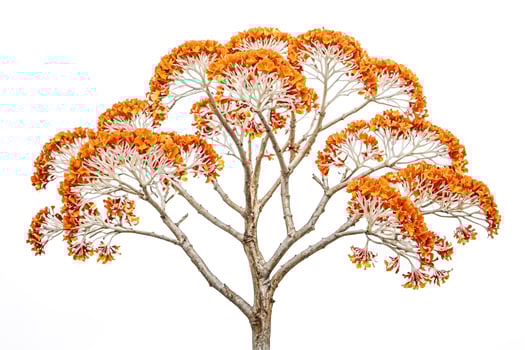 Orange Blossom Tree Branch Isolated on White photo