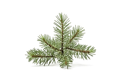 Fir Tree Branch Isolated on White Background photo