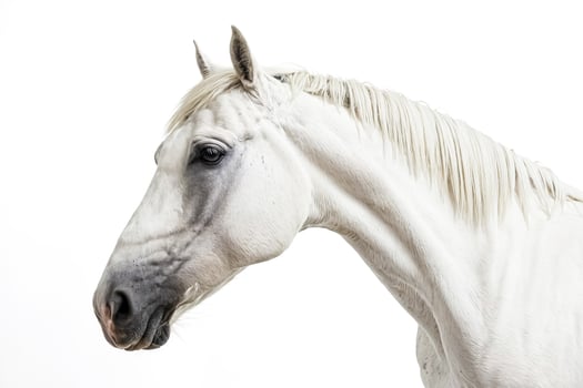 White Horse Portrait photo