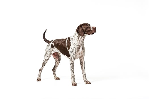 German Shorthaired Pointer Dog Looking Up photo