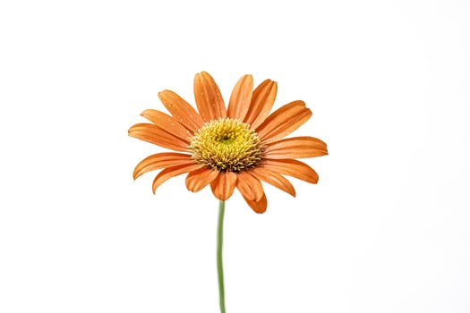 Single Orange Daisy Flower Isolated on White Background photo