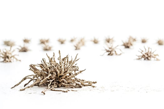Dried flower with a white background photo