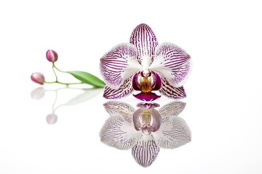 Purple and White Orchid Reflection photo