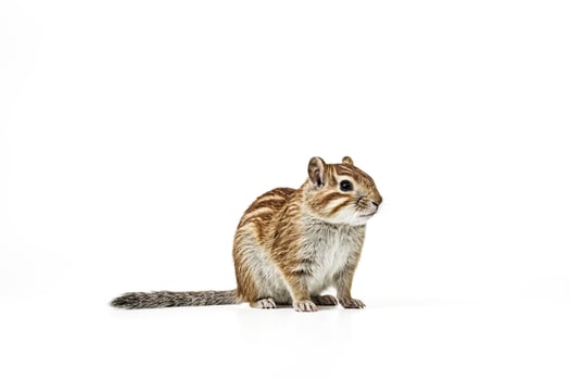 Cute Striped Squirrel Isolated on White Background photo